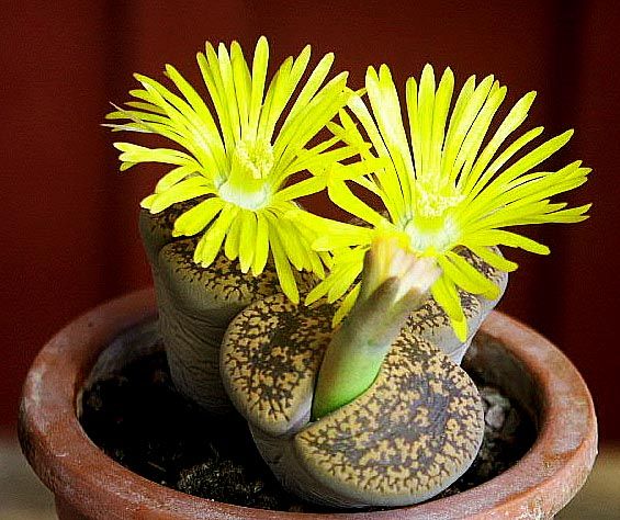 Lithops sau piatra vie Foto: www.gradinamea.ro