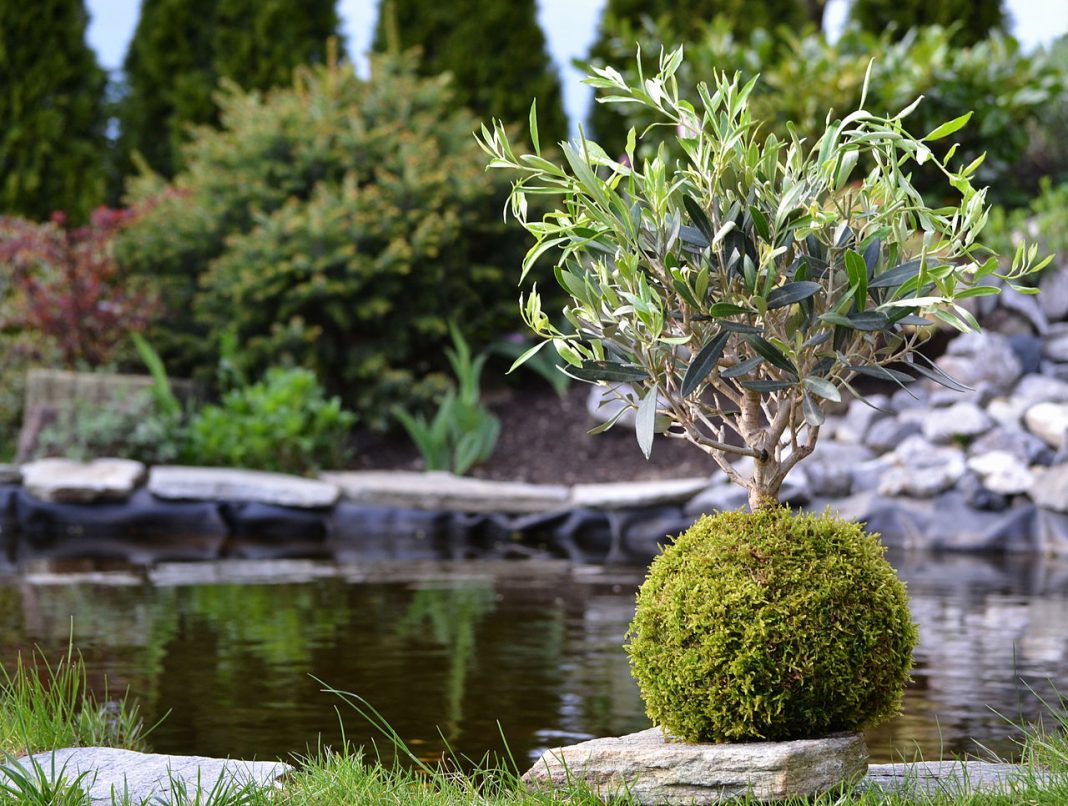 Ai auzit de Kokedama - un adevărat trend in rândul iubitorilor de plante