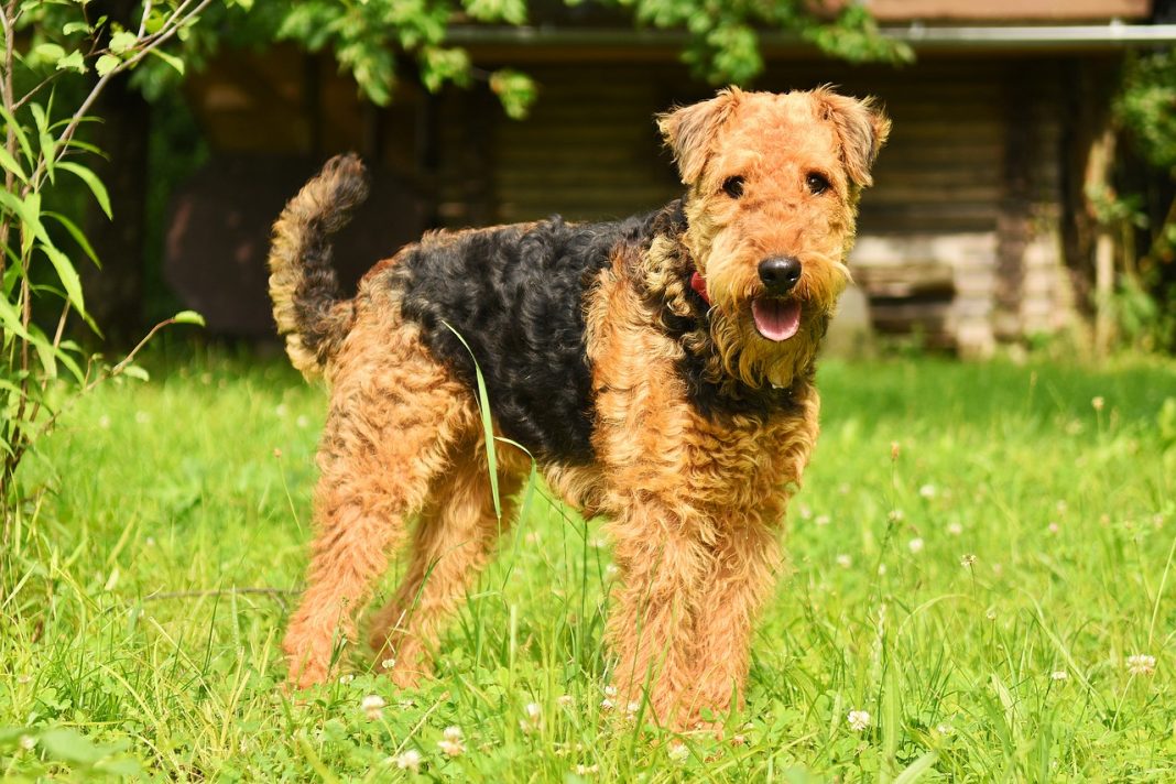 Airedale Terrier - cel mai mare Terrier din lume