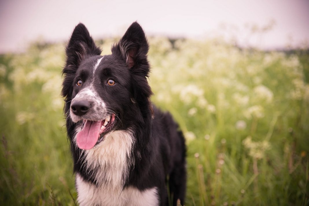 Border Collie - câinele iubitorilor de animale inteligente