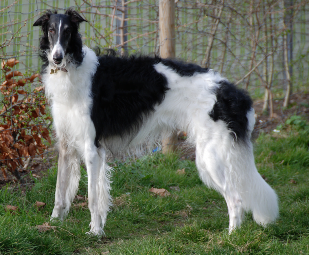 Borzoi sau Ogarul Rusesc - câinele jucăuș de talie mare