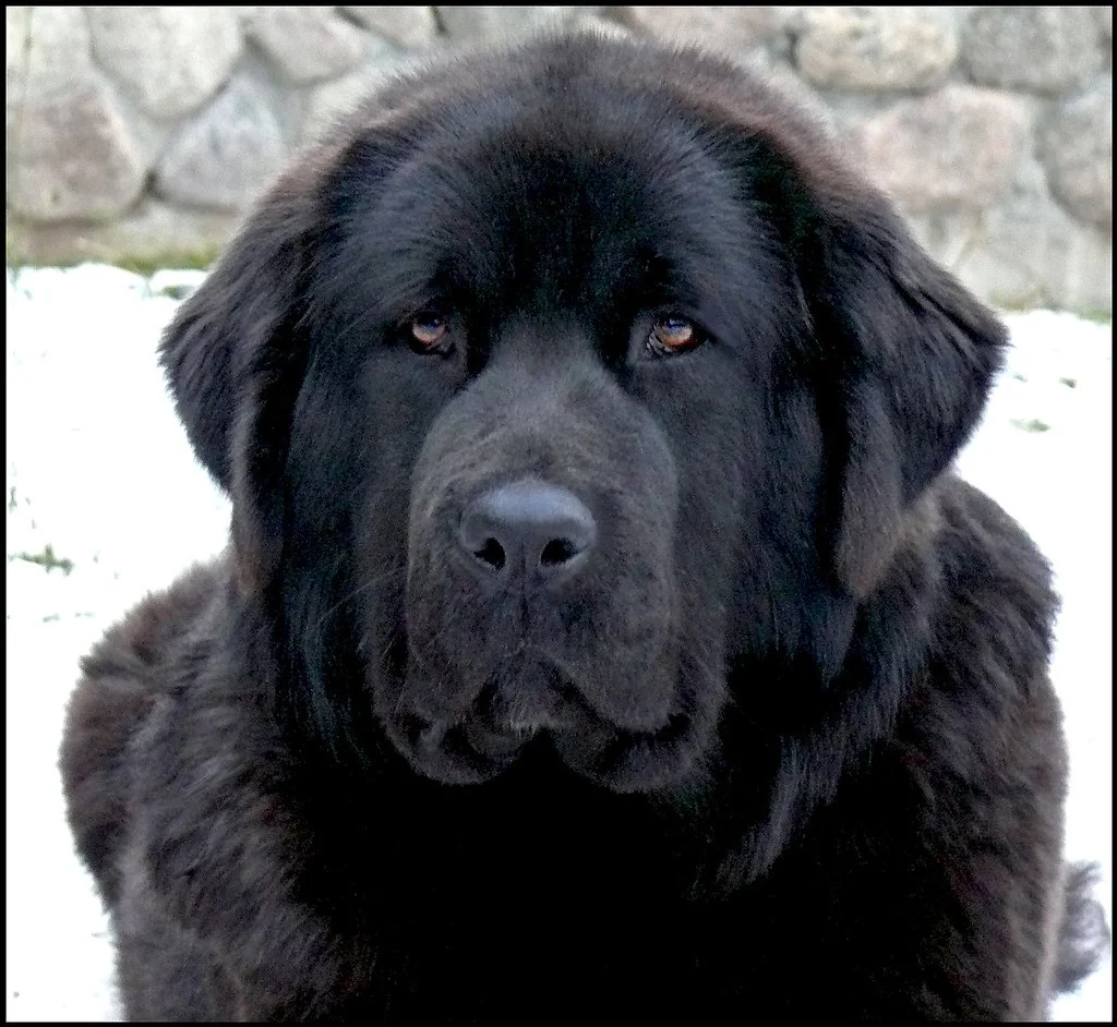 Mastiff Tibetan