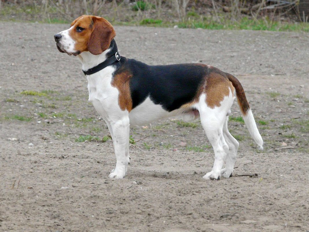 Rasa Beagle - cel mai mic câine de vânătoare