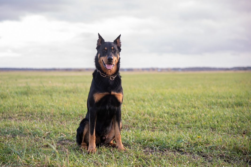 Tot ce trebuie să știi despre rasa de câini Beauceron - câinele de cireadă în Franța