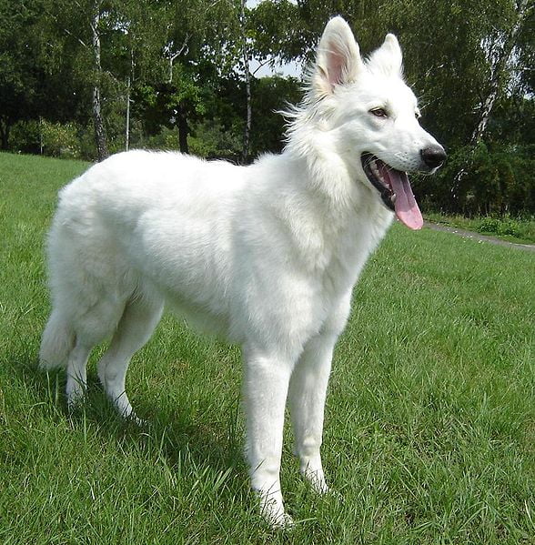 White-Shepherd-Dog