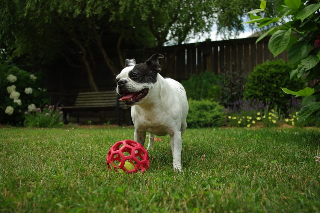 Distrează-te în parc cu un câine jucăuș din rasa Boston Terrier