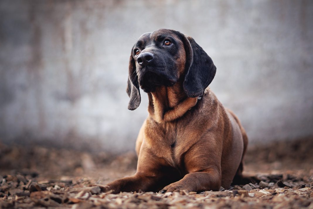 Rasa Bloodhound - câinele folosit în detectarea urmelor care a prins peste 600 de infractori