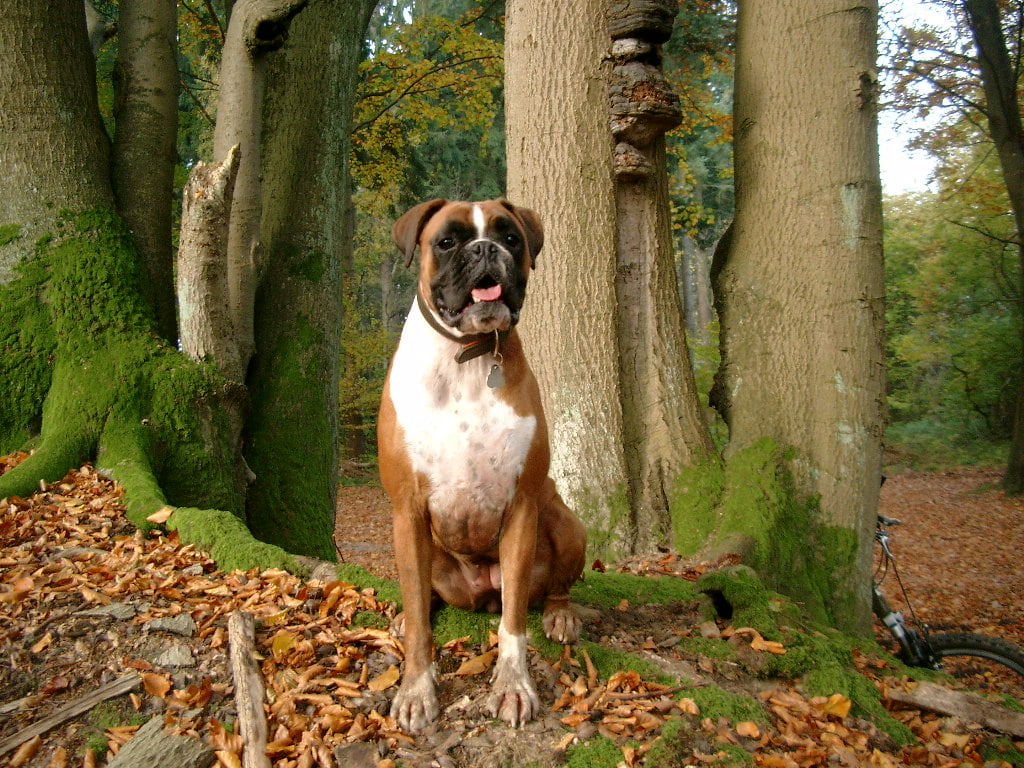 Boxer german