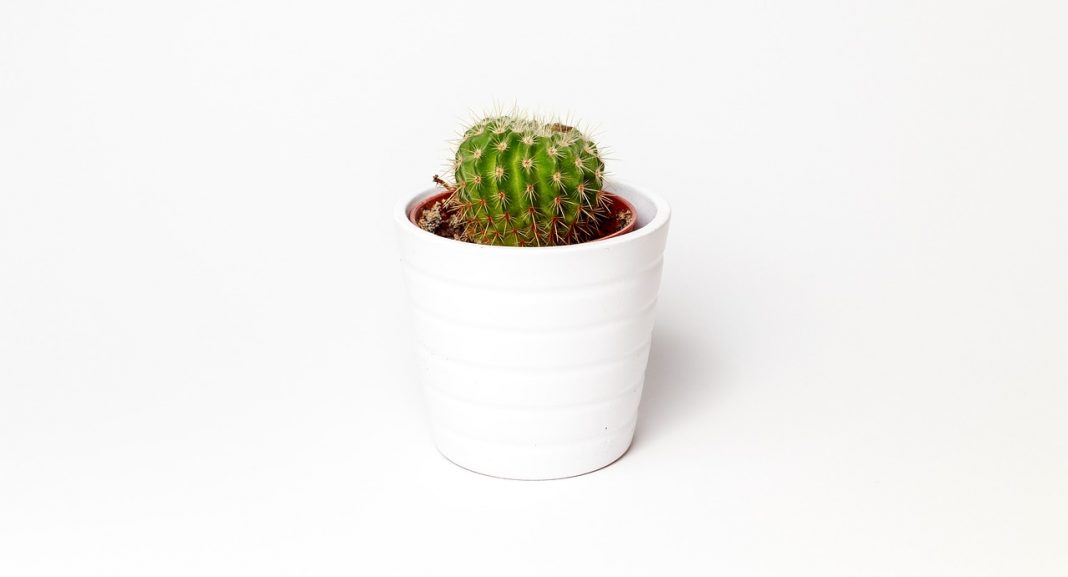 Cactusul - planta care se ingrijește aproape singură