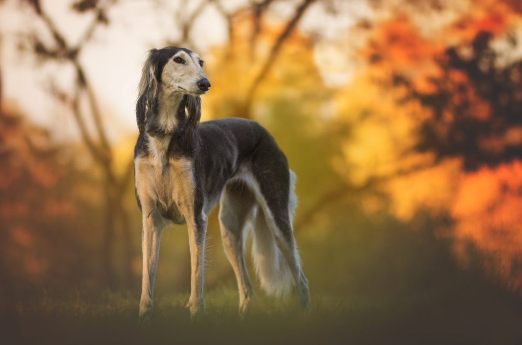 Câinele Saluki - probabil prima rasă canină domesticită din întreaga lume