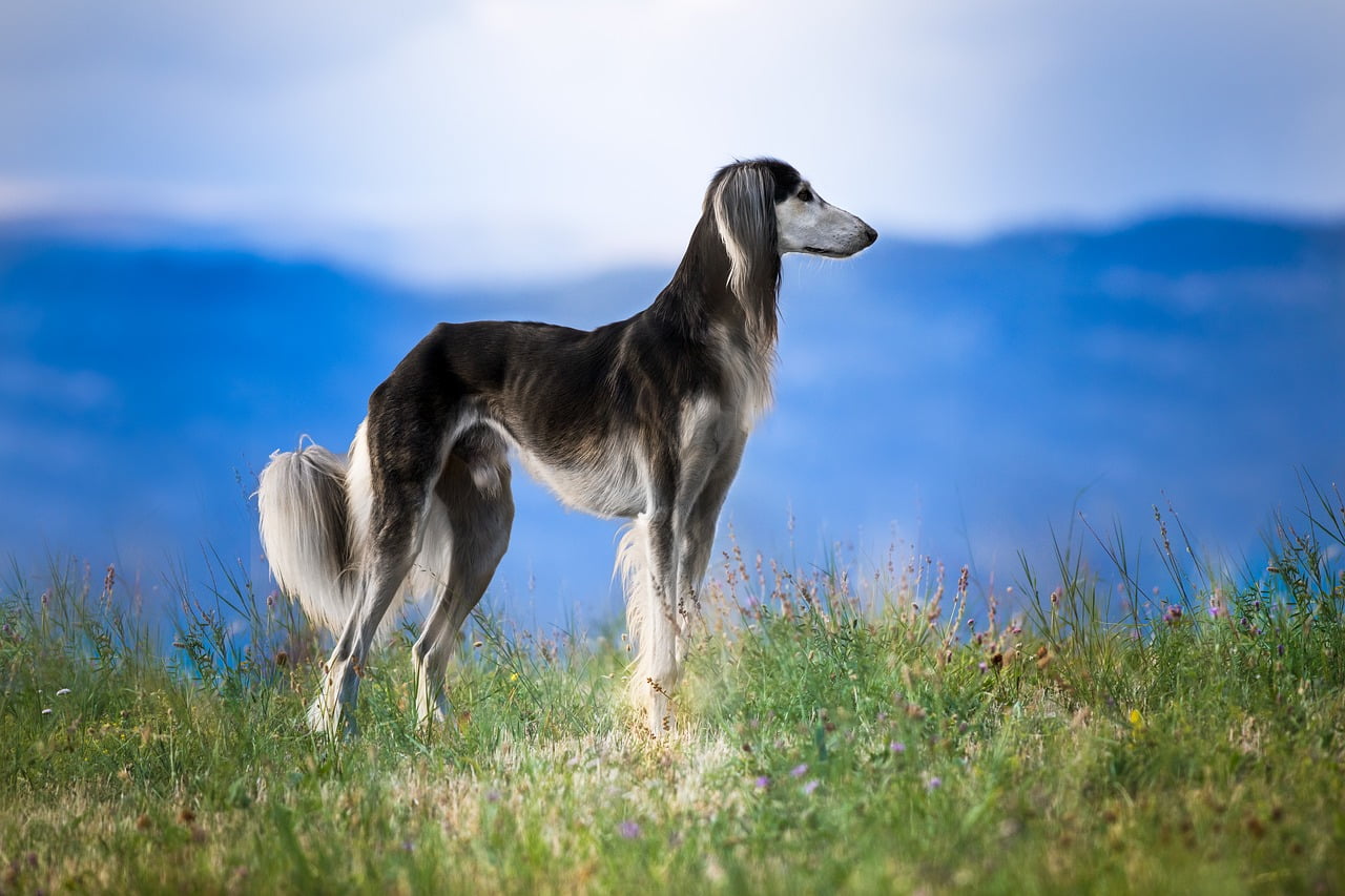 Câinele Saluki