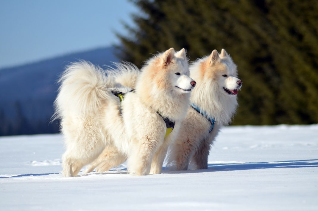 Câinele Samoyed - compania perfectă pentru iubitorii sezonului rece