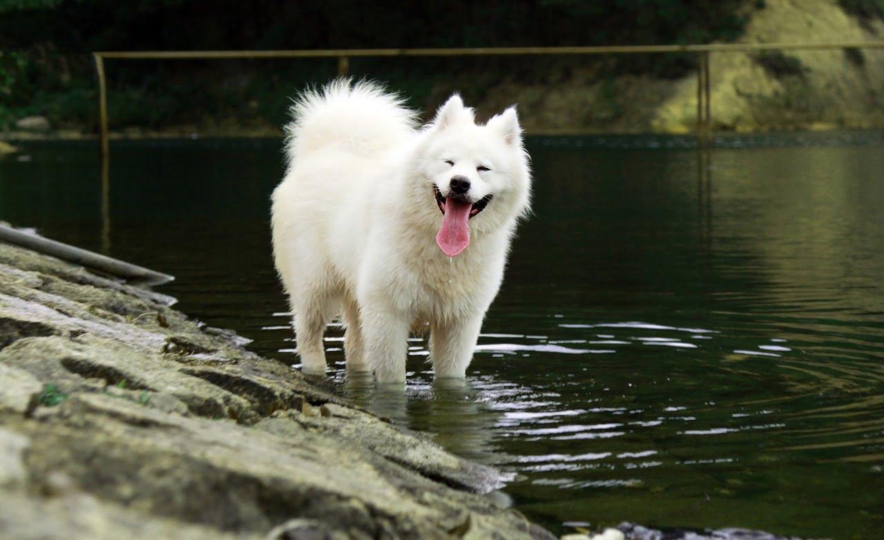 Câinele Samoyed