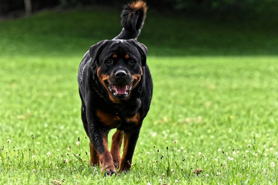 De ce să ai un Rottweiler ca animal de companie