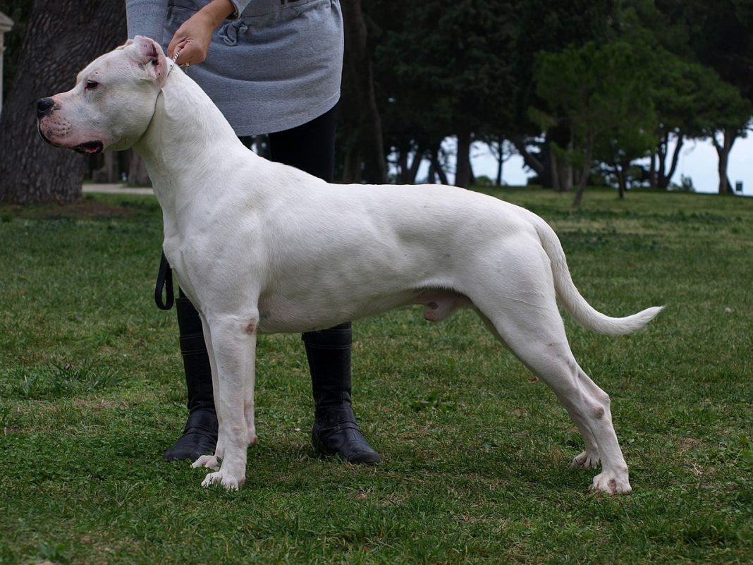 Dog Argentinian - câinele care te va proteja cu succes