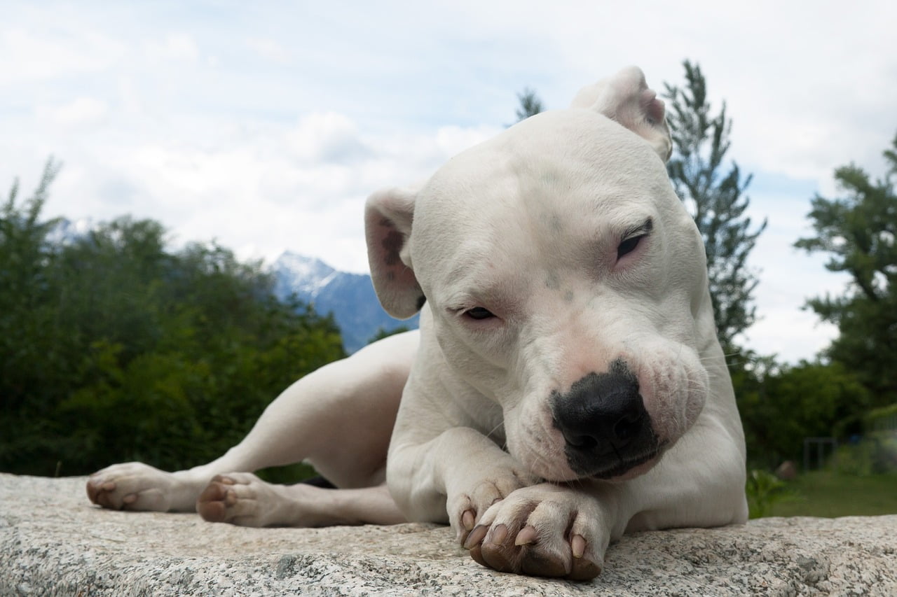 Dog Argentinian