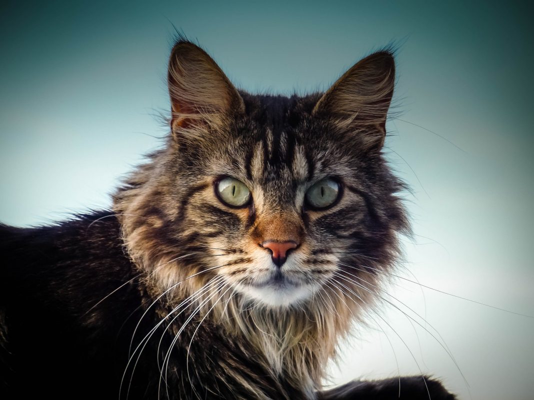 Maine Coon, prima rasă de pisici din America
