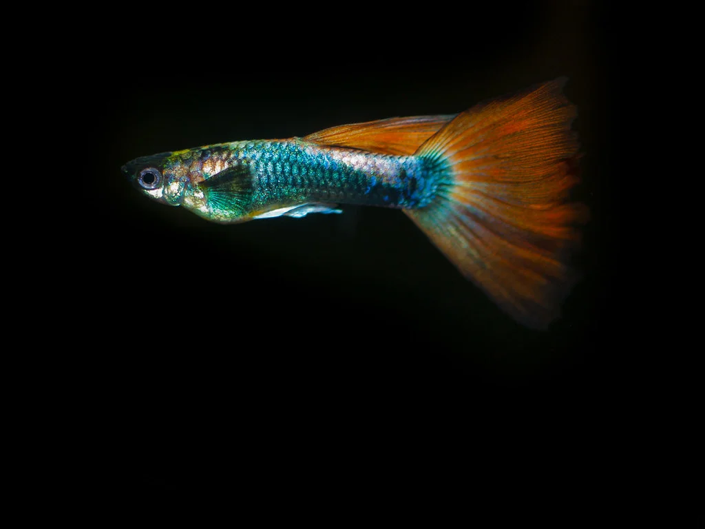 Peștii guppy - Află tot ce trebuie să știi despre cei mai populari pești de acvariu
