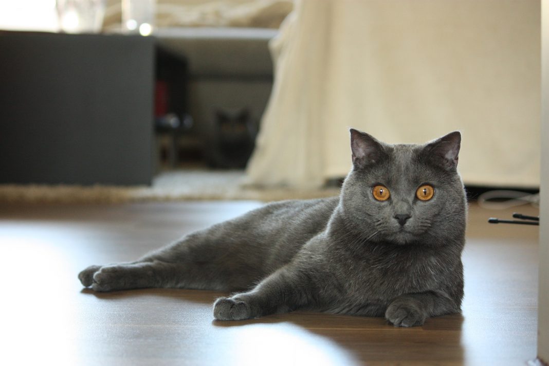 Pisicile Mănăstirii Chartreux - povestea fascinantă a pisicilor Chartreux