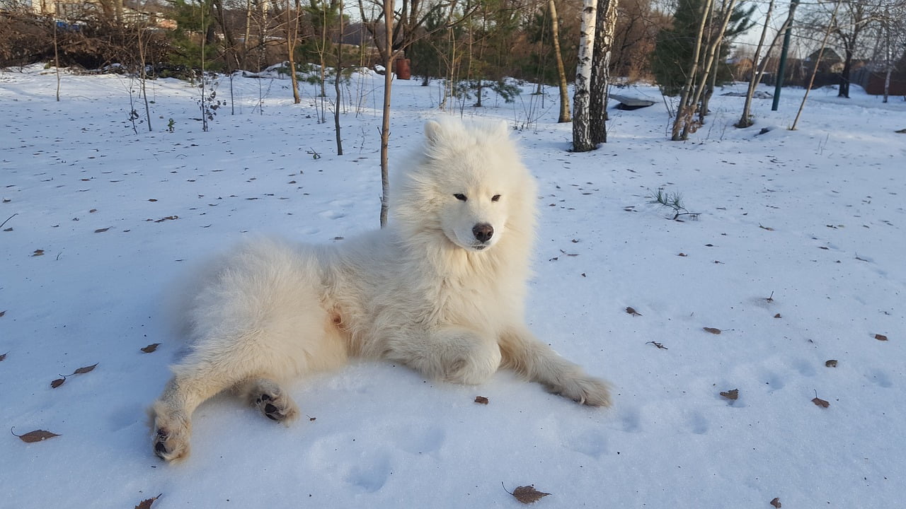 Samoyed