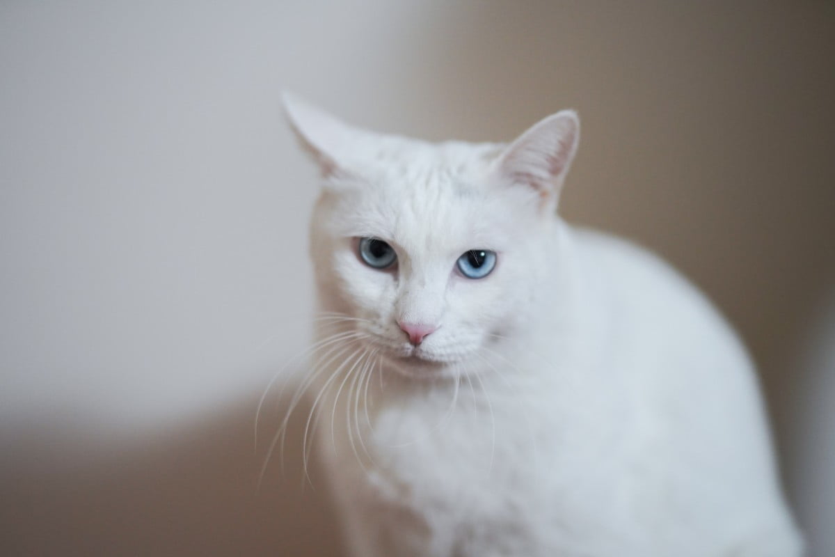 Angora turceasca