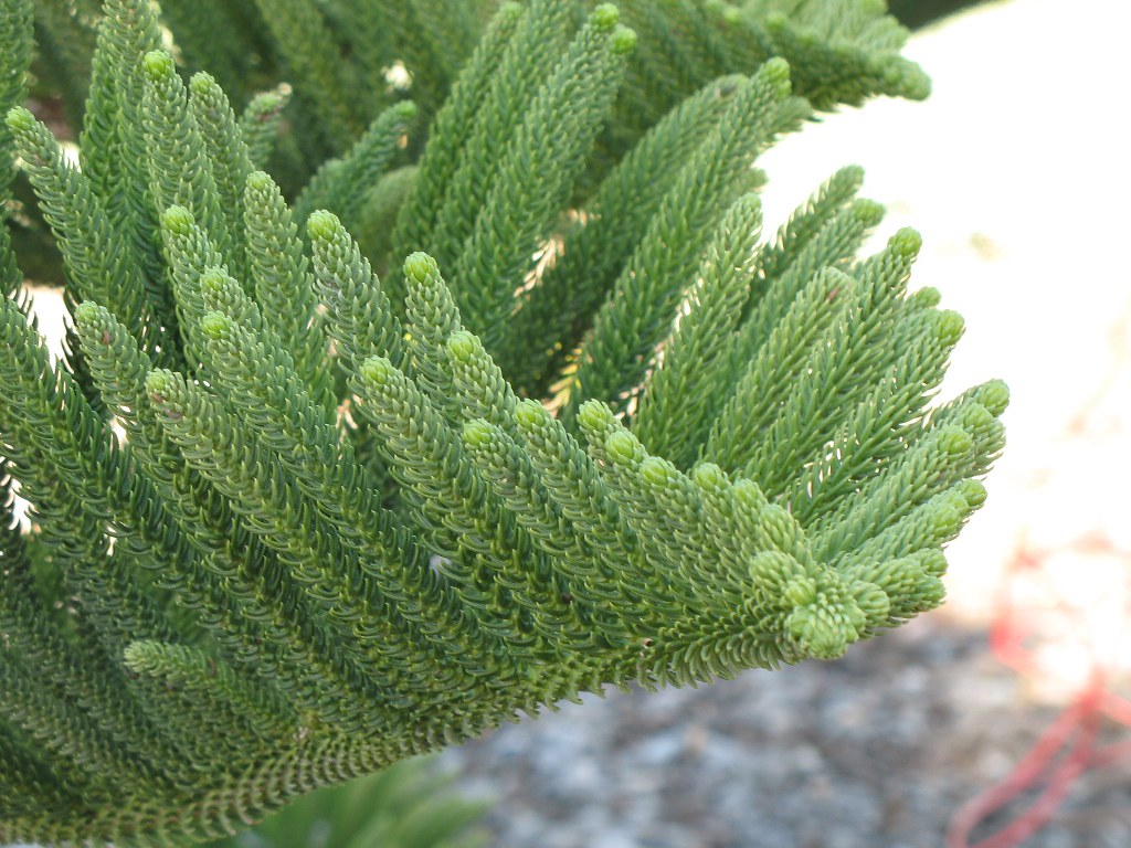 Araucaria heterophylla