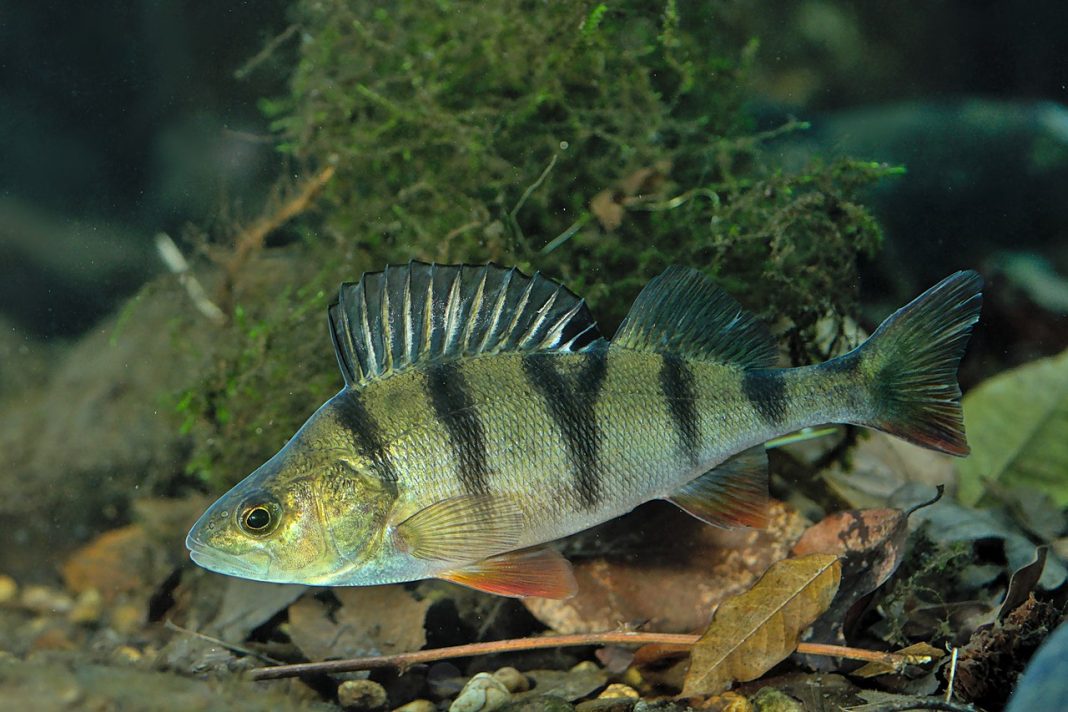 Perca fluviatilis - Perche commune - European perch