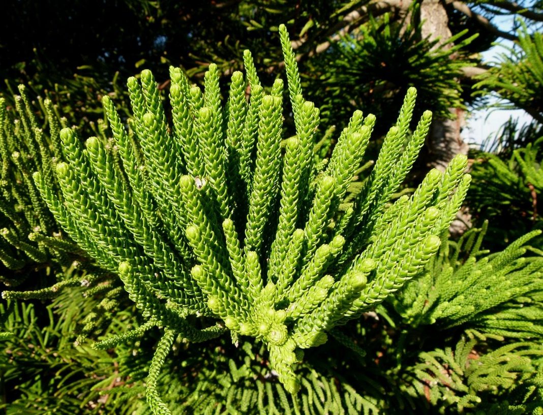 Braduțul de apartament sau Araucaria heterophylla - planta perfectă pentru sărbătorile de iarnă