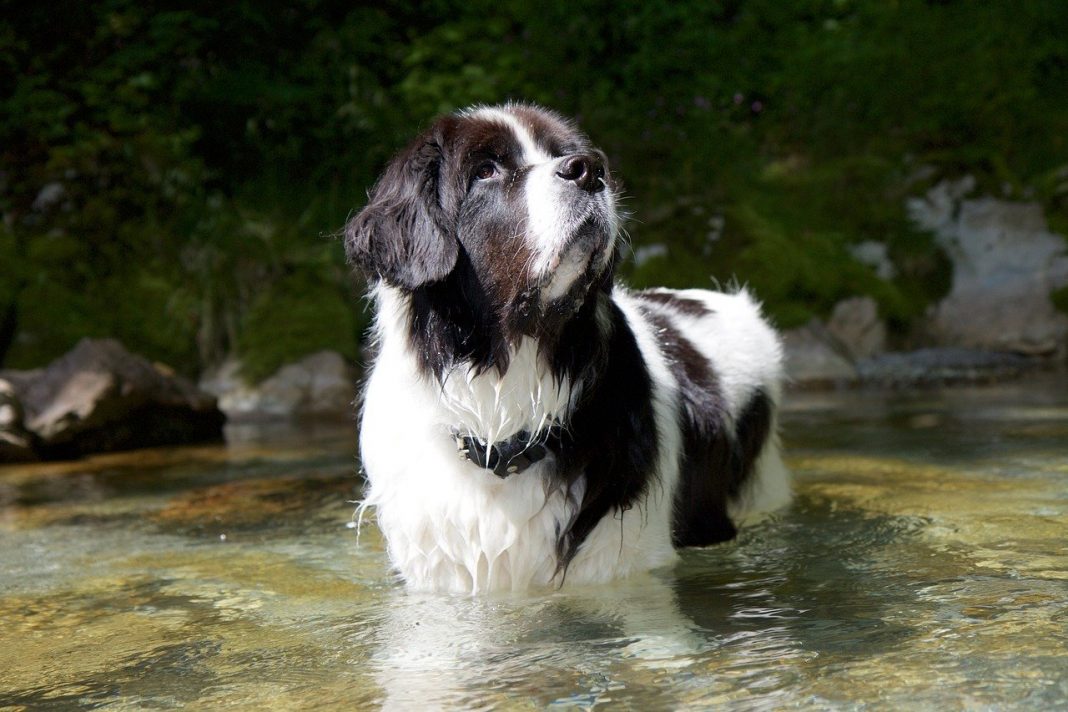 Bucură-te de plimbările în natură alături de prietenul tău loial din rasa Landseer