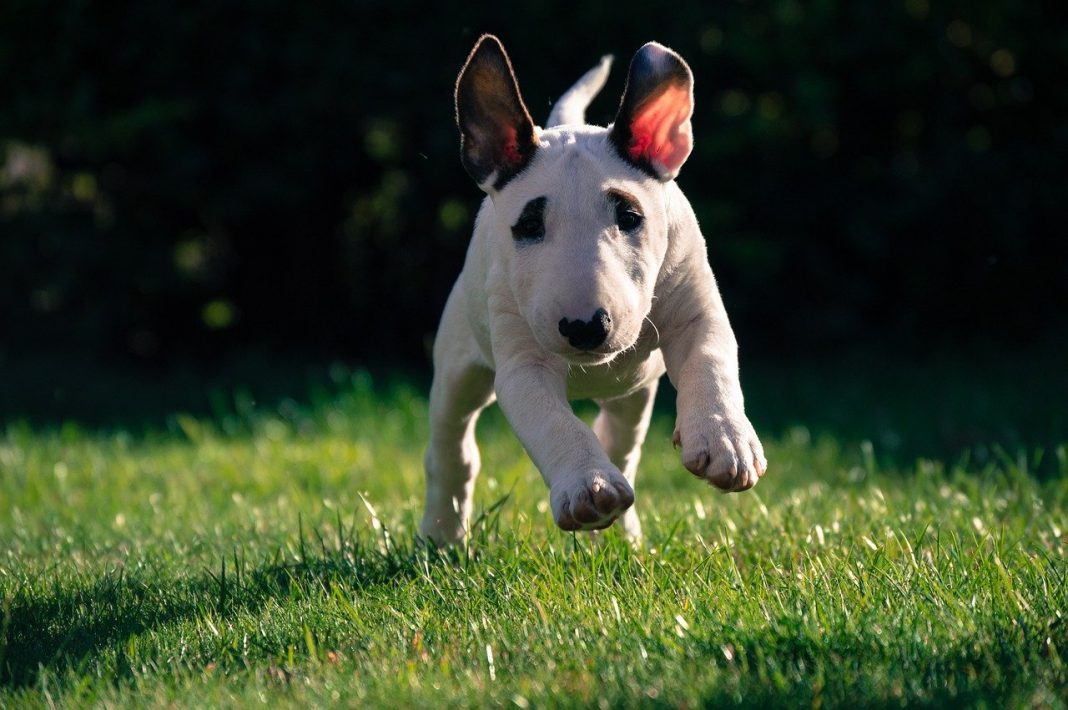 Bull Terrier - pe cât de feroce la înfățișare pe atât de jucăuș