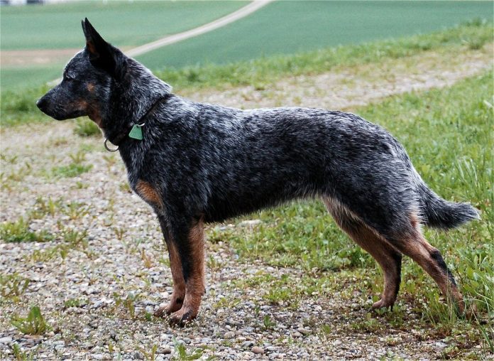 Caine de cireada australian - câinele care se va adapta cu