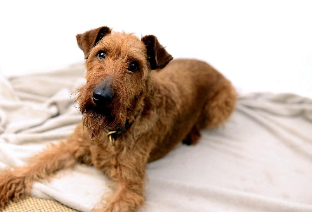 Câinele din rasa Irish Terrier - câinele care iubește certurile și joaca deopotrivă