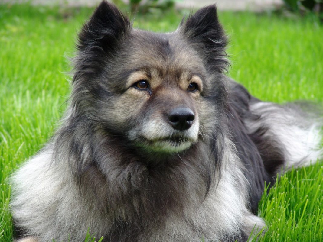 Câinele din rasa Lapphund Finlandez - un excelent câine de pază de talie medie