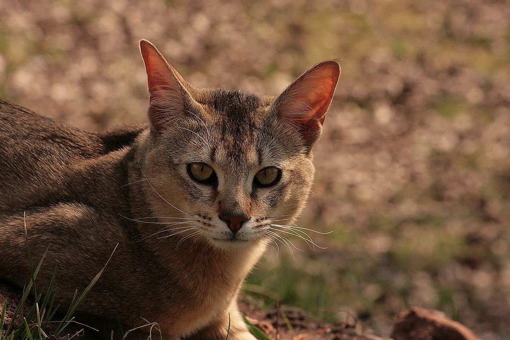 Chausie