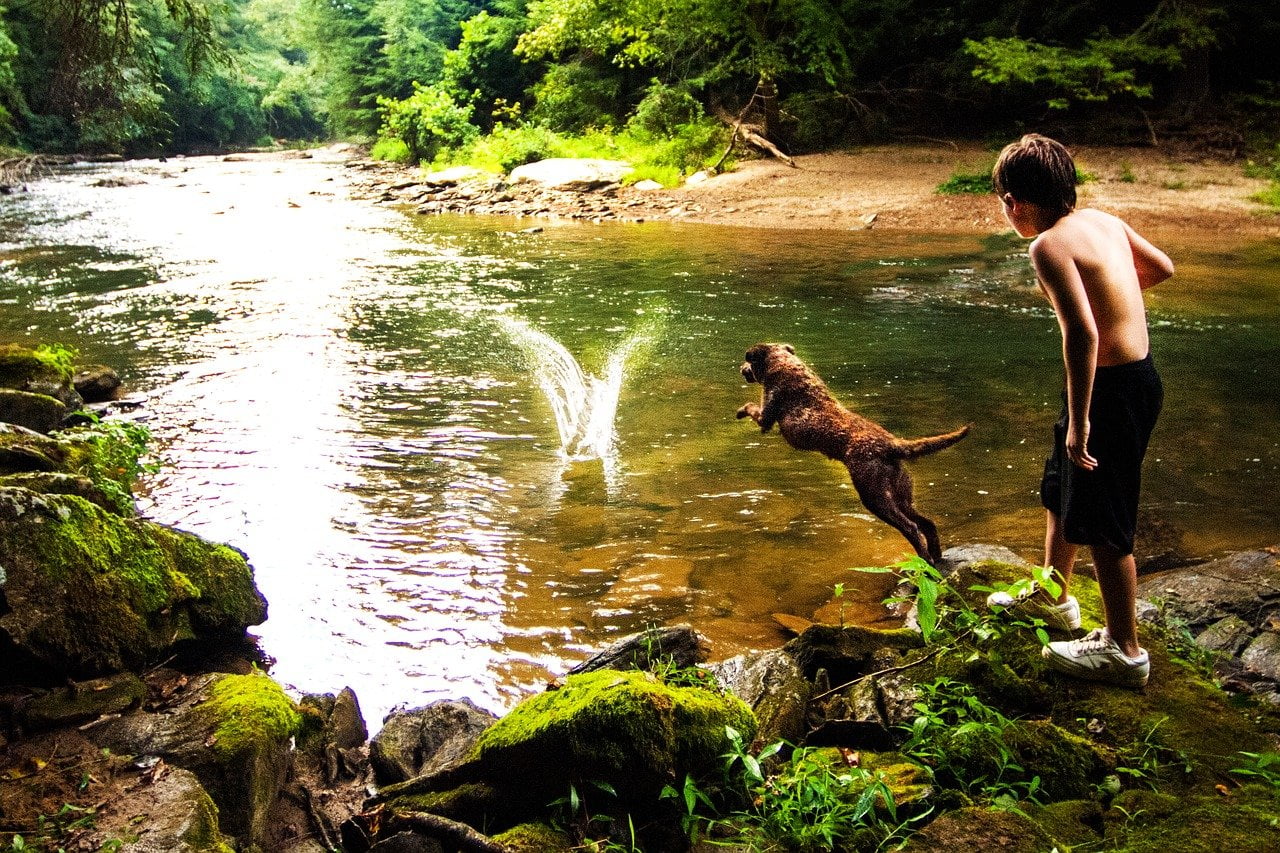 Chesapeake Retriever