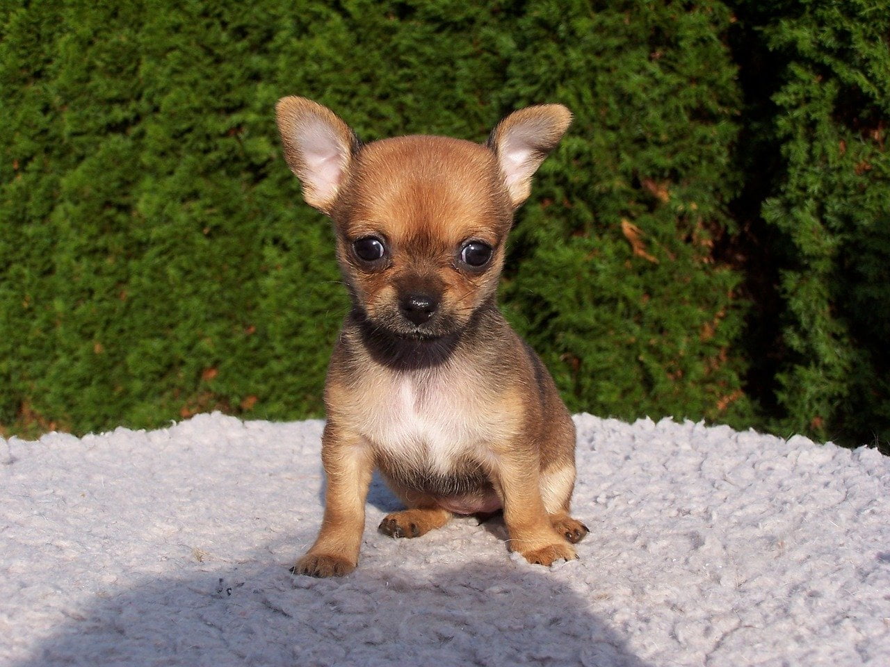 Chihuahua pui