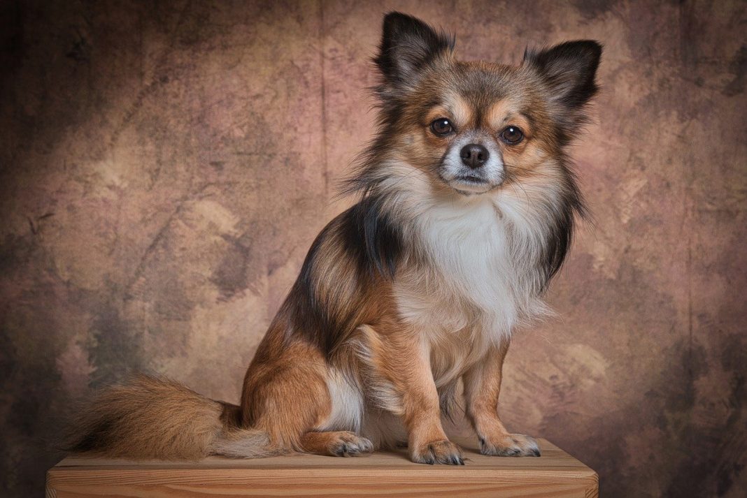 Chihuahua - tot ce trebuie să știi despre faimosul câine al blondei de la drept