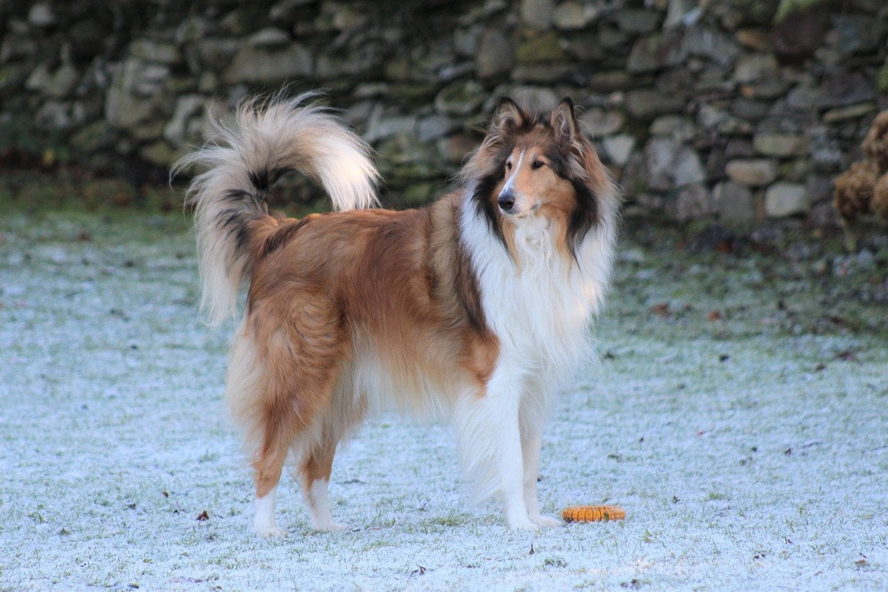 collie