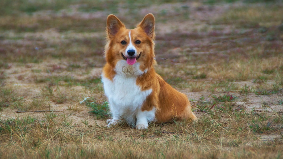 Corgi Galez Cardigan