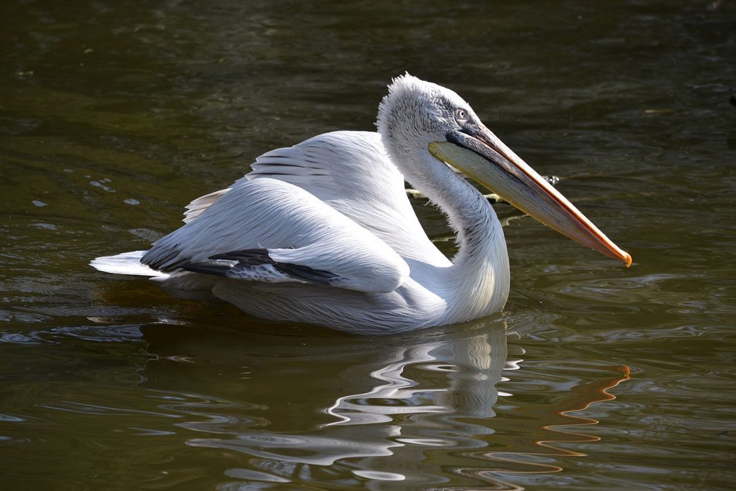 Crezi că știi totul despre binecunoscutul Pelican