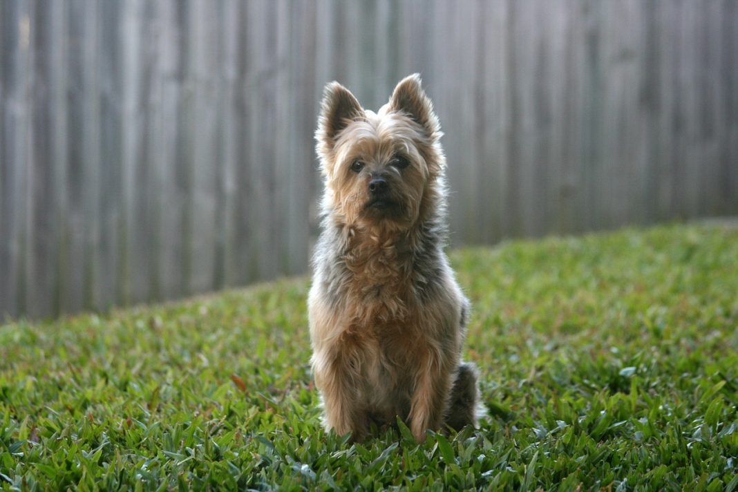 Crezi că știi totul despre câinele tău din rasa Terrier Australian