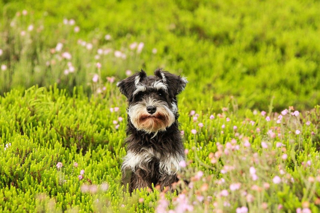 Cum să crești un Schnauzer - câinele care a salvat vieți în timpul Primului Război mondial