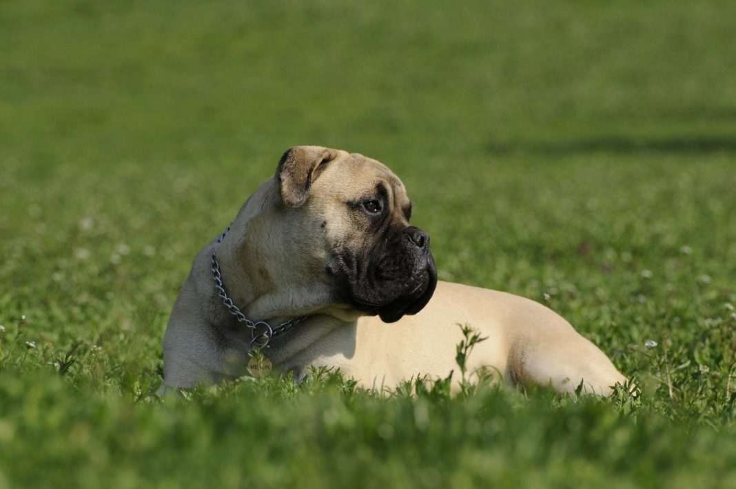 Câinele Bullmastiff - apreciat datorită aspectului său impunător