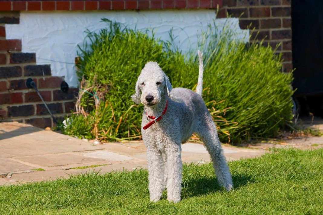 Câinele Terrier Bedlington - ia cu tine la vânătoare unul din cei mai drăgălași prădători