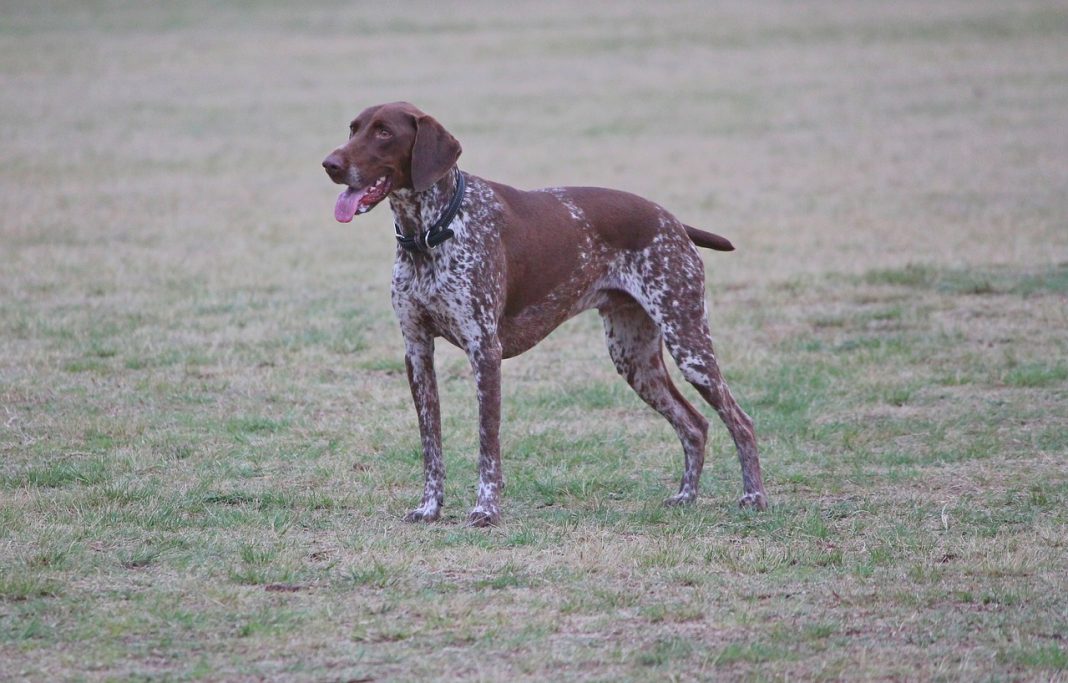 Câinele de vânătoare din rasa Pointer Englez - prădători excelenți