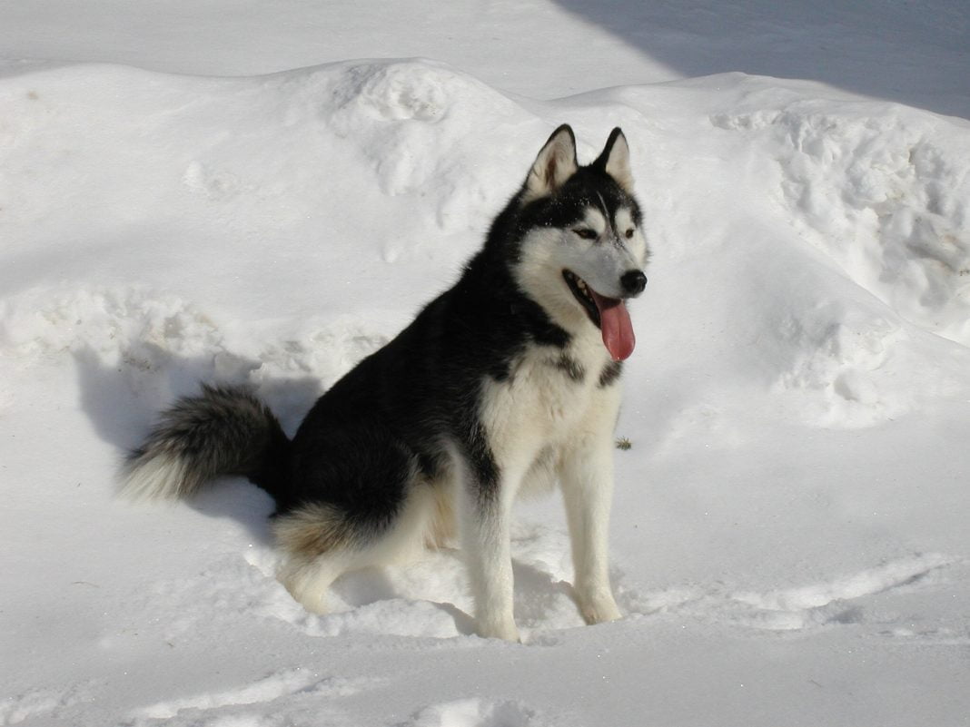 Câinele din rasa Husky Siberian - câinele inteligent cu o personalitate puternică