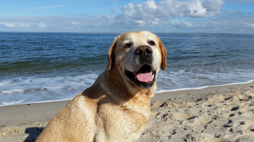 De ce este Labradorul câinele preferat al creatorilor de film de la Hollywood