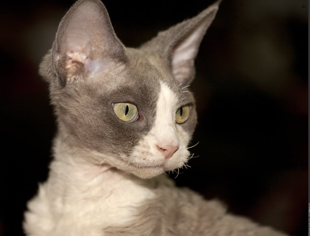 Devon Rex