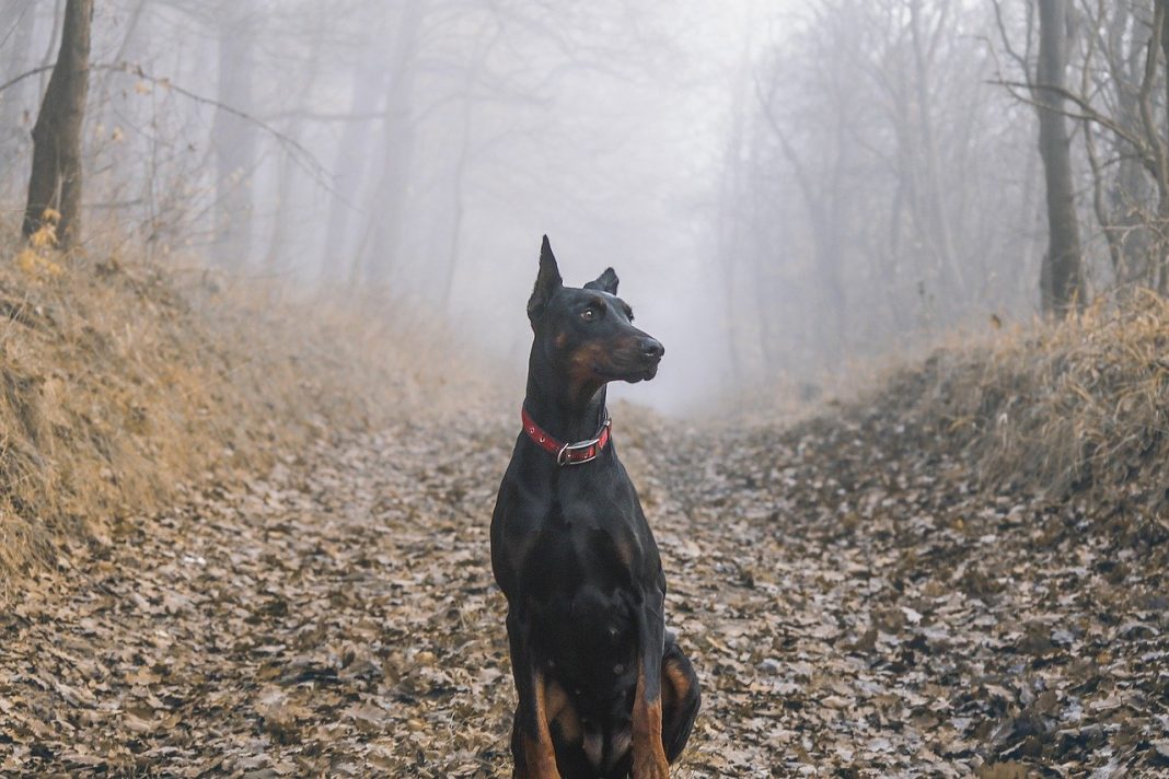 Dobermann - unul din cei mai eleganți câini de pază