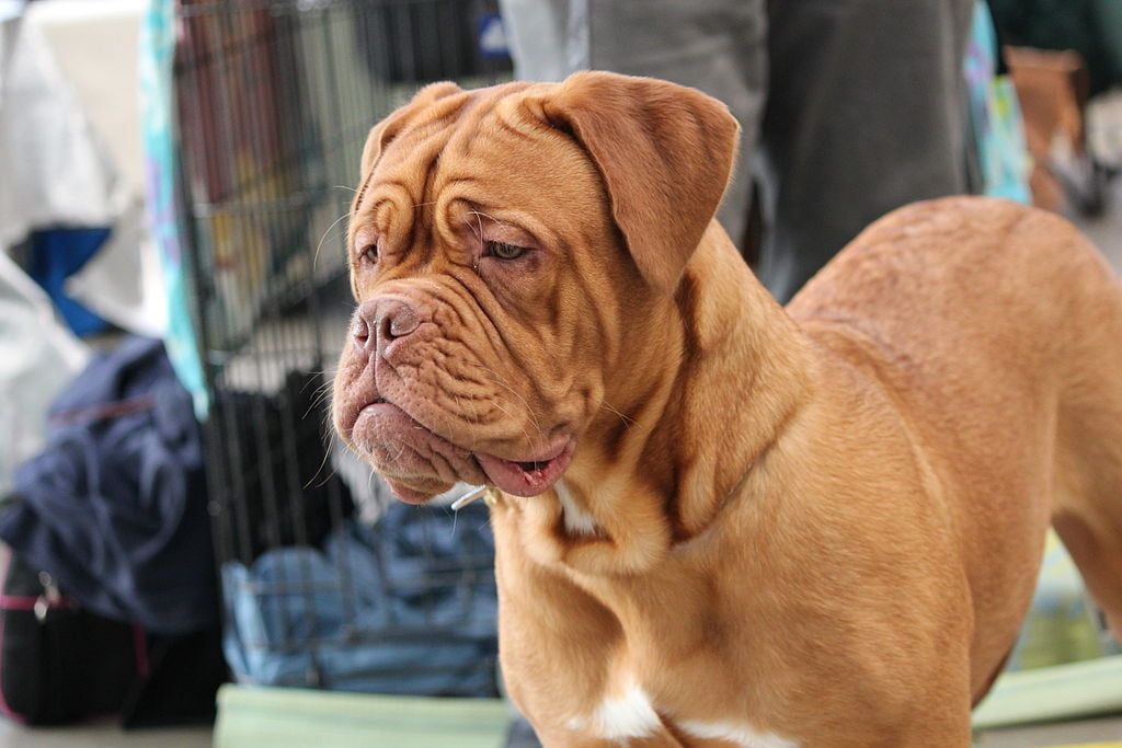 Dog de Bordeaux